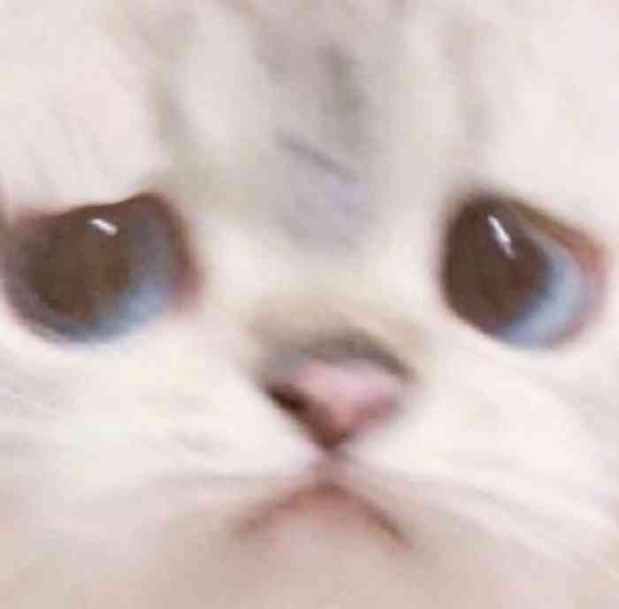 大頭照