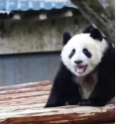 大頭照