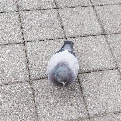 大頭照