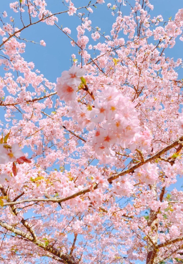 棋靈王同人文-你一直都在