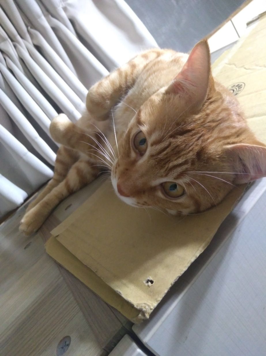 伊恩流小說製作