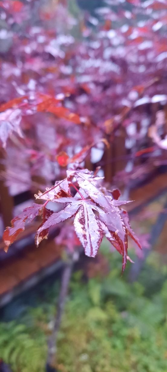 畢業舞台上的不捨與淚水