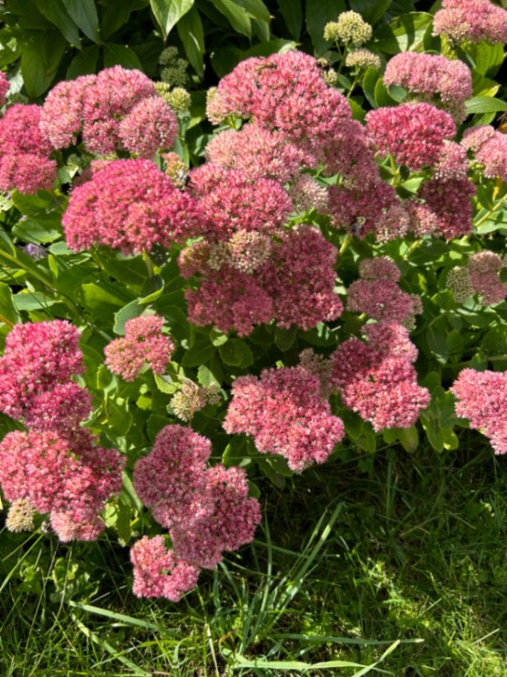 女将出马之一个娶俩（1V2 H）