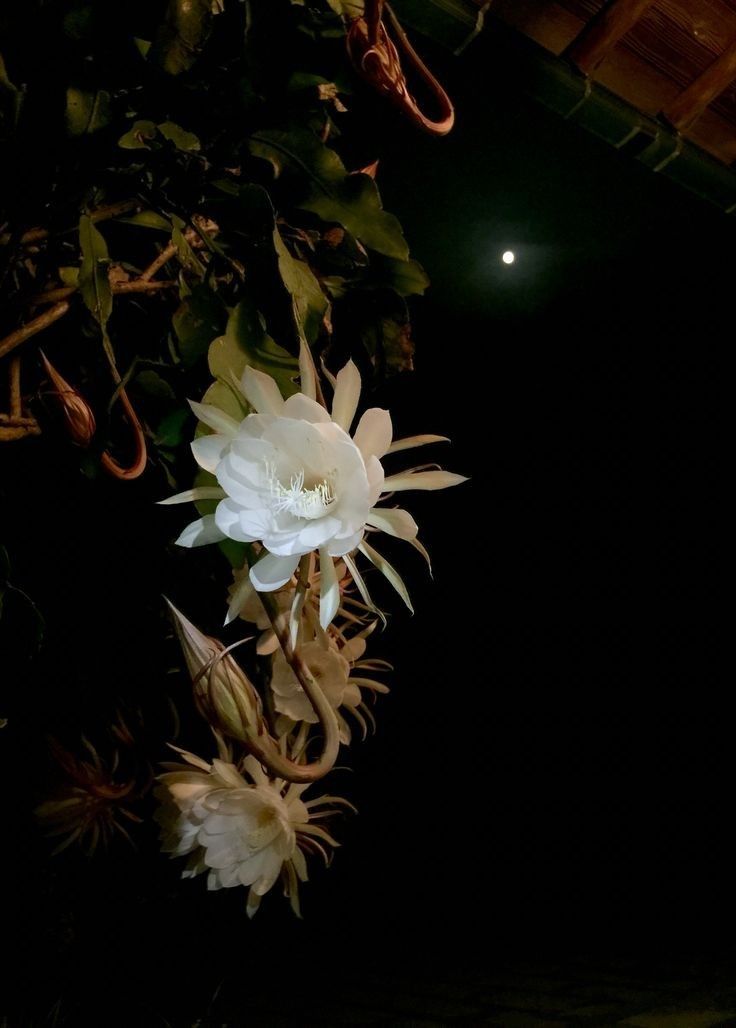 《The Liar and the Soul of Honour》