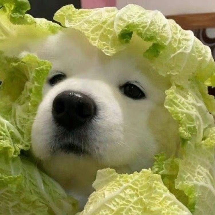 大頭照