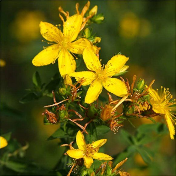 一等星—屬於三人的春之行