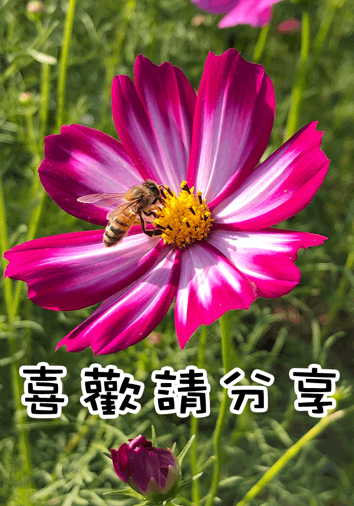 夕鶴廣播電台