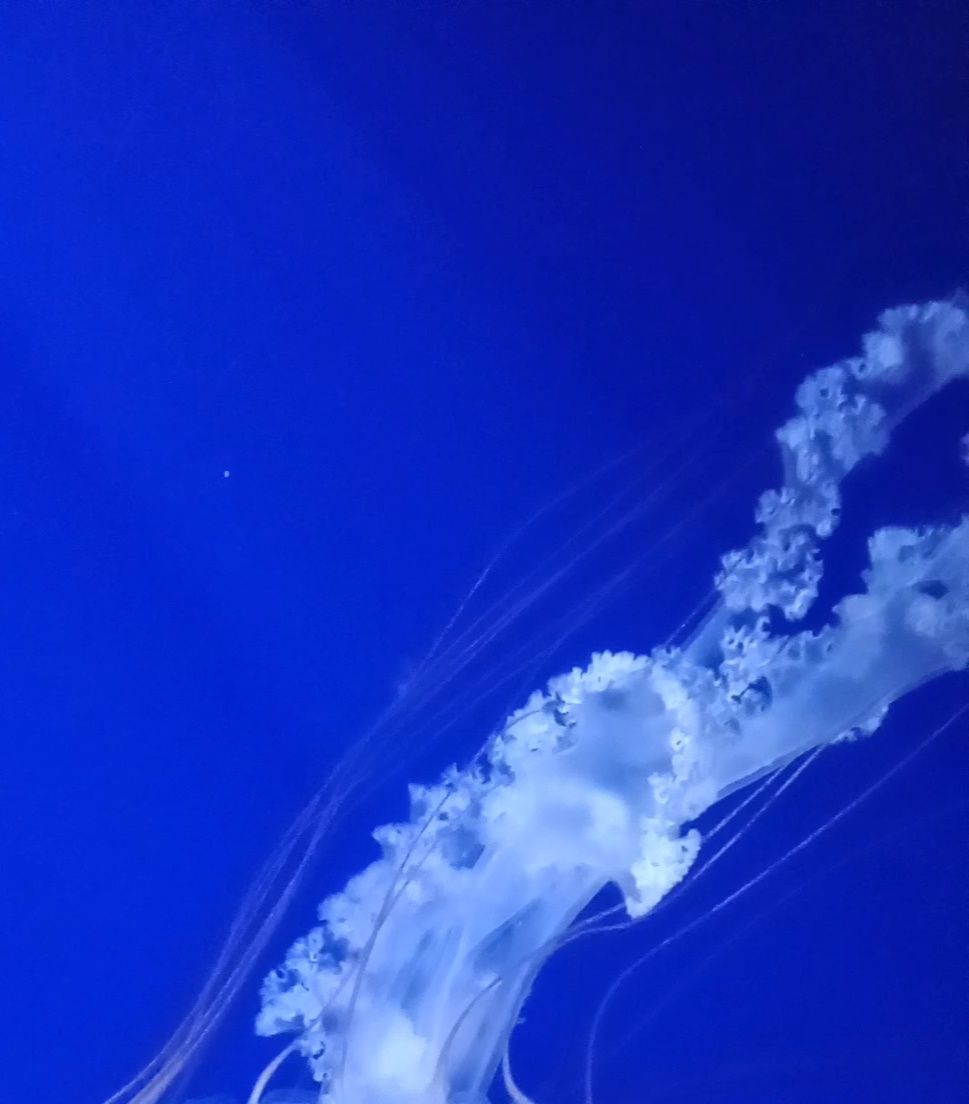 大頭照