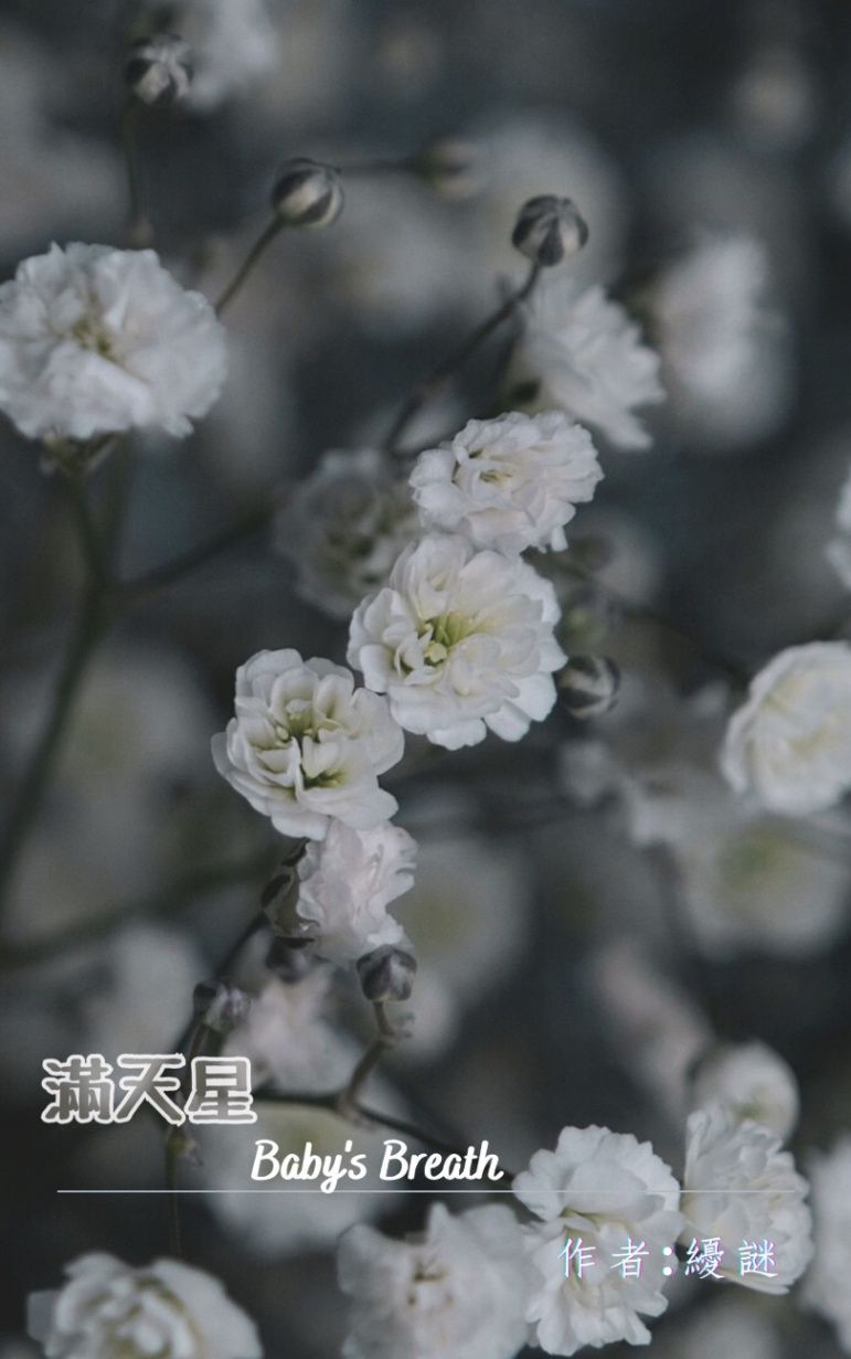 滿天星
