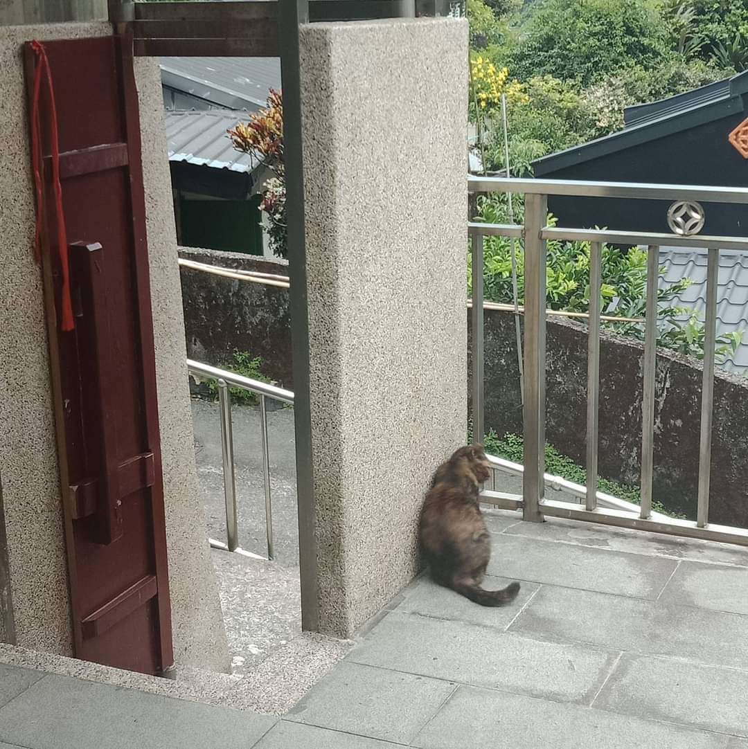 大頭照