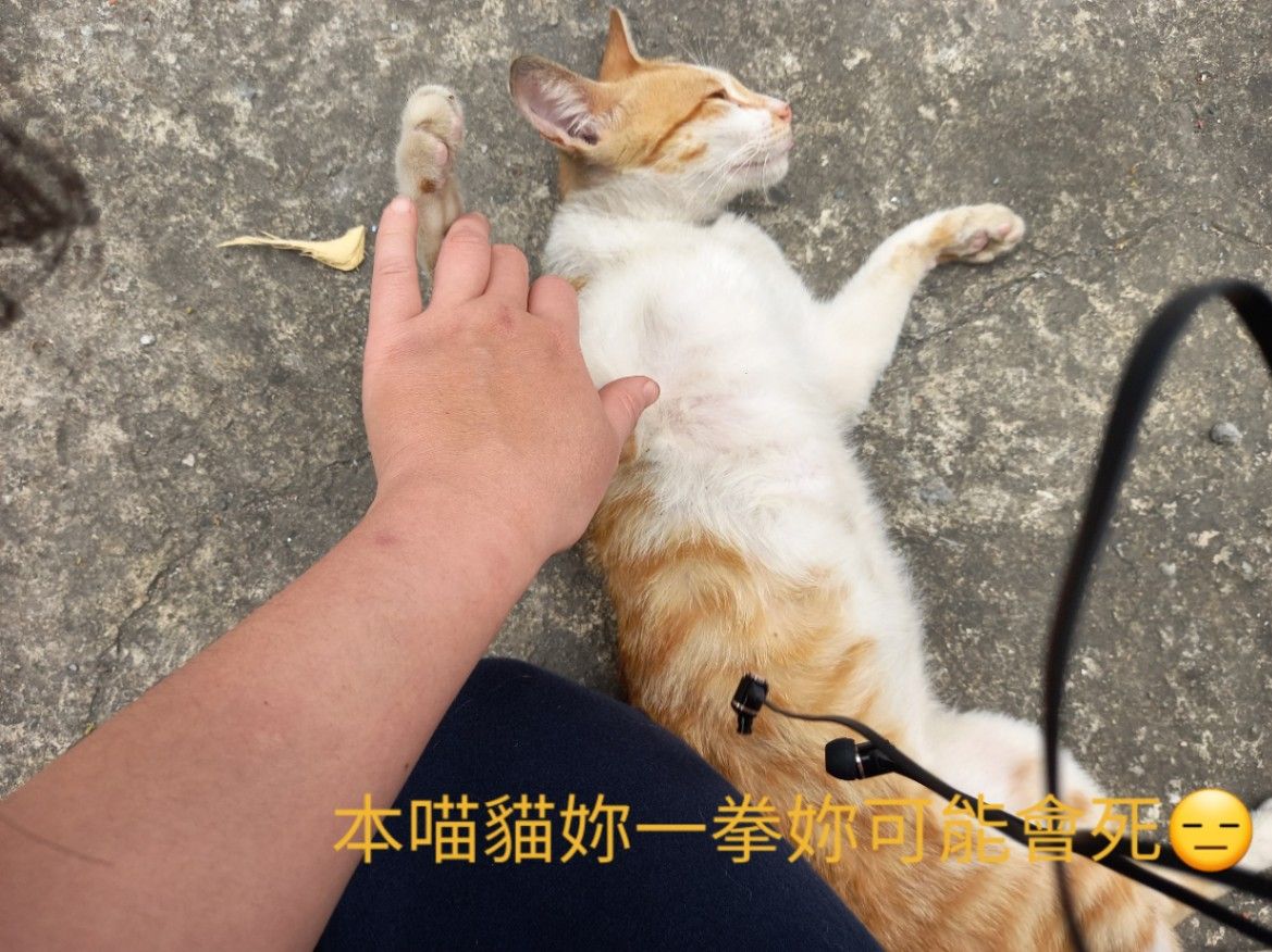 街貓變成夢裡治癒我的百變貓，屬於我的「小醋桶」