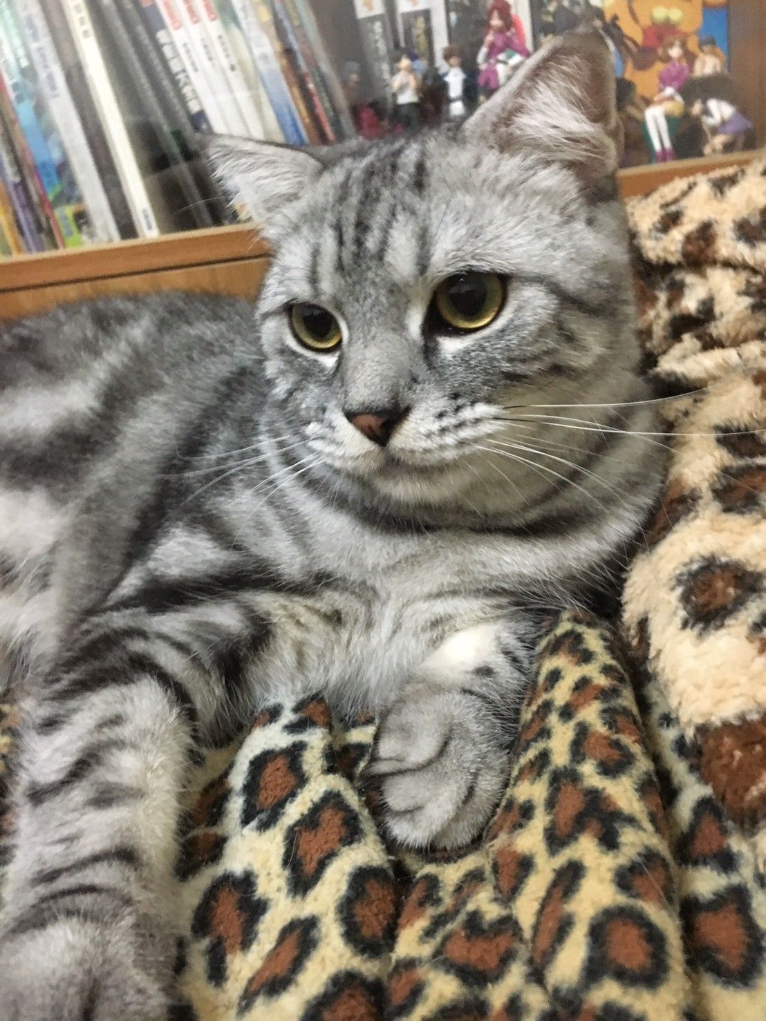 大頭照