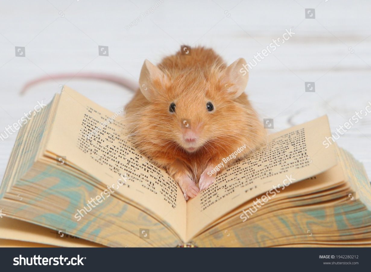 大圖書館城下的老鼠王國不是樂園