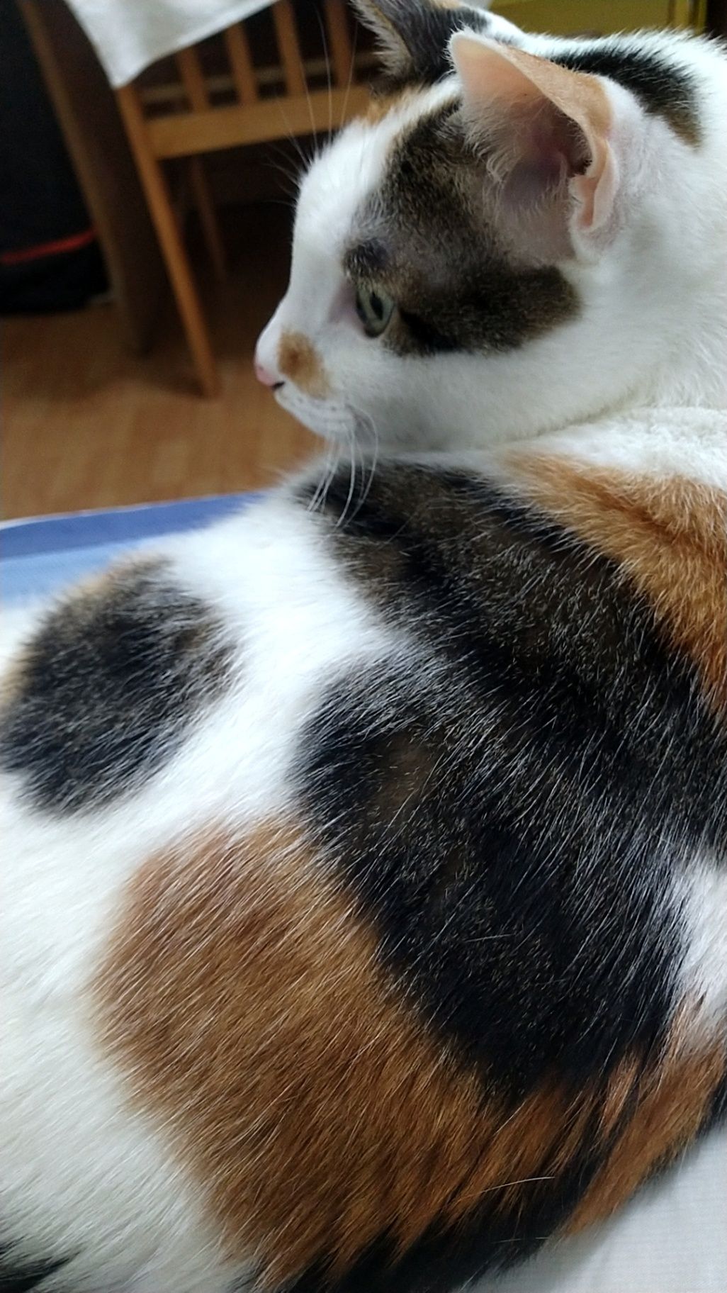 大頭照